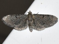 Eupithecia miserulata