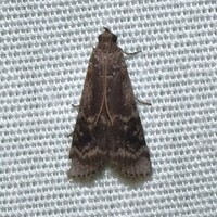 Euzophera semifuneralis