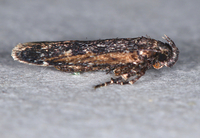 Filatima serotinella