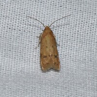 Gerdana caritella