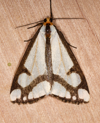 Haploa lecontei