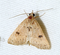 Hemeroplanis habitalis