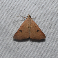 Hemeroplanis habitalis