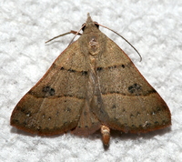 Hemeroplanis habitalis