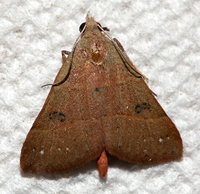 Hemeroplanis habitalis