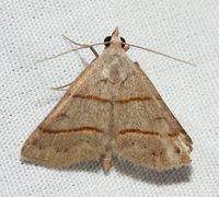 Hemeroplanis new species 1 nr. obliqualis