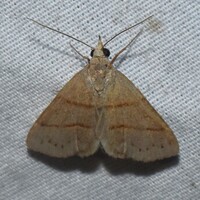 Hemeroplanis new species 1 nr. obliqualis
