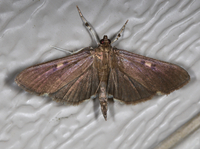 Herpetogramma sphingealis