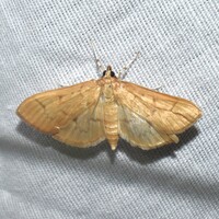 Herpetogramma unidentified species