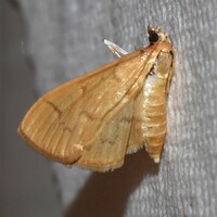Herpetogramma unidentified species