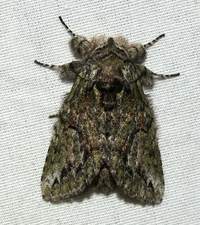 Heterocampa umbrata