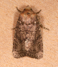Homorthodes furfurata