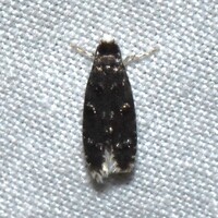 Homosetia bifasciella