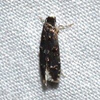 Homosetia bifasciella