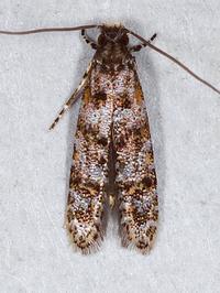 Homosetia unidentified species