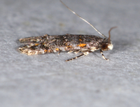 Homosetia unidentified species