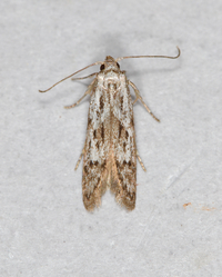 Hypatopa vestaliella