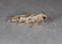 Hypatopa vestaliella
