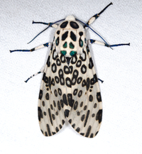 Hypercompe scribonia
