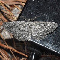 Hypomecis unidentified species