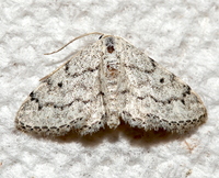 Idaea ostentaria