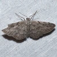 Idaea violacearia