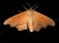 Lacosoma chiridota