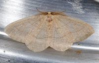 Lambdina fervidaria