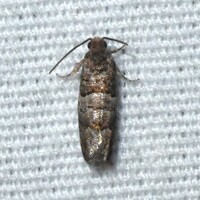 Larisa subsolana