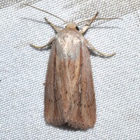 Leucania extincta