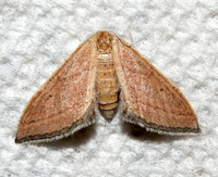 Lobocleta plemyraria