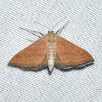 Lobocleta plemyraria