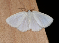 Lomographa vestaliata