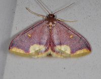 Lophosis labeculata