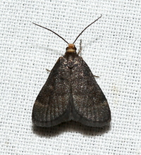 Loxostegopsis merrickalis
