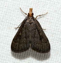 Loxostegopsis merrickalis