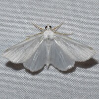 Macaria pustularia