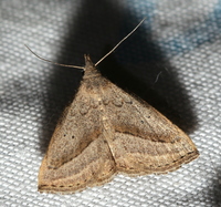 Macrochilo hypocritalis