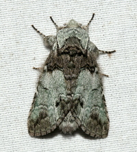Macrurocampa marthesia