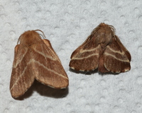 Malacosoma americana
