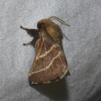 Malacosoma americana