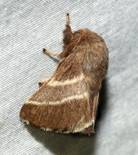 Malacosoma americana