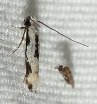 Mea bipunctella