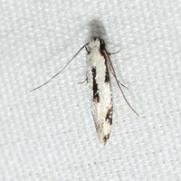 Mea bipunctella