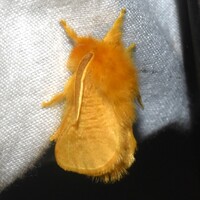 Megalopyge pyxidifera