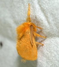 Megalopyge pyxidifera