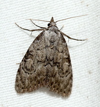 Meganola minuscula