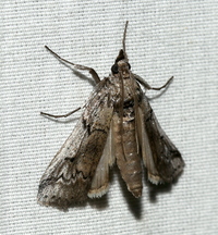 Melitara prodenialis