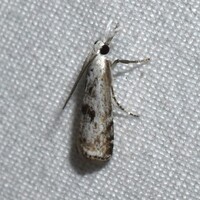 Microcrambus minor