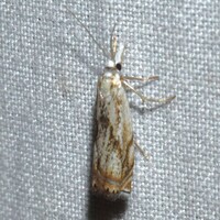 Chrysoteuchia unidentified species